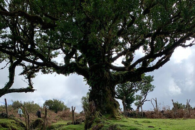 The Untraveled West Tour - The Untraveled West Tour: A Dive into Madeira’s Hidden Corners