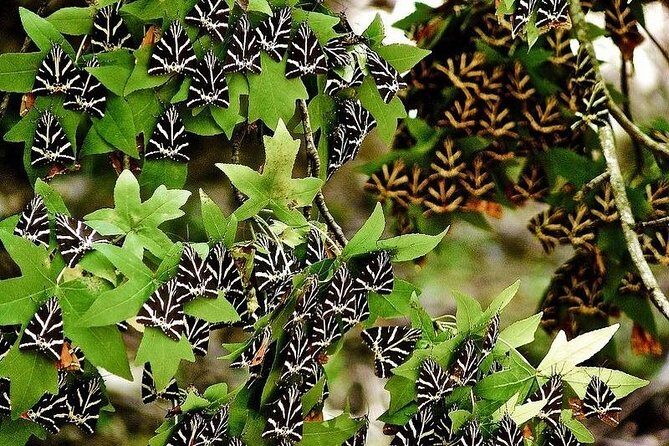 The Valley of Butterflies and Halki Day Tour - In-Depth Review: The Valley of Butterflies and Halki Day Tour