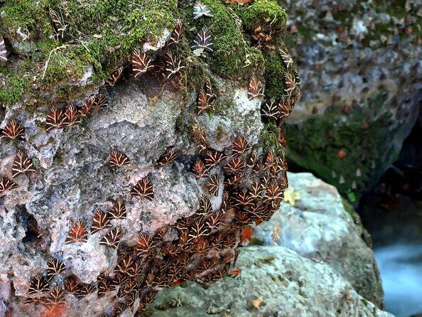 The Valley of Butterflies and Halki Day Tour - How the Tour Flows