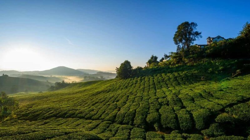 Thekkady: Vagamon Hill Station Day Trip with Breakfast - Exploring Kerala’s Hidden Gem: Thekkady to Vagamon Hill Station Day Trip