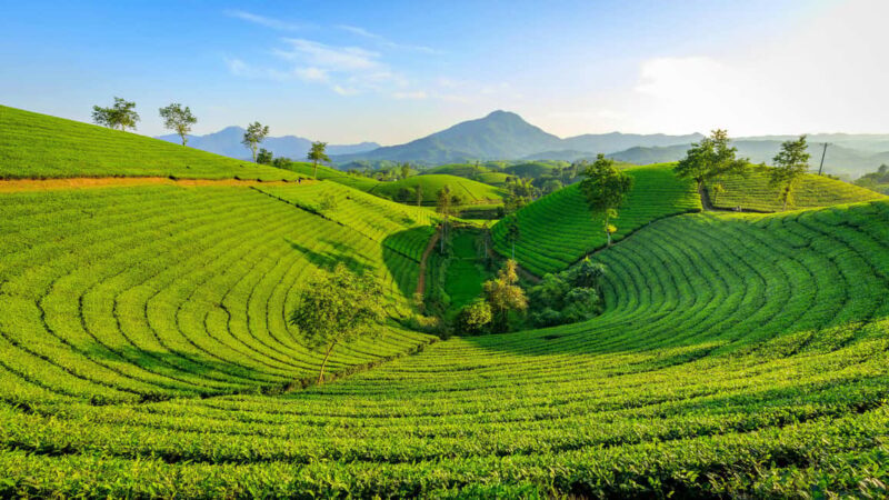 Thekkady: Vagamon Hill Station Day Trip with Breakfast - Key Points: What You’ll Love & What to Consider