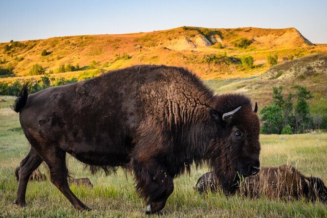 Theodore Roosevelt National Park Self-Guided Audio Tour - FAQ