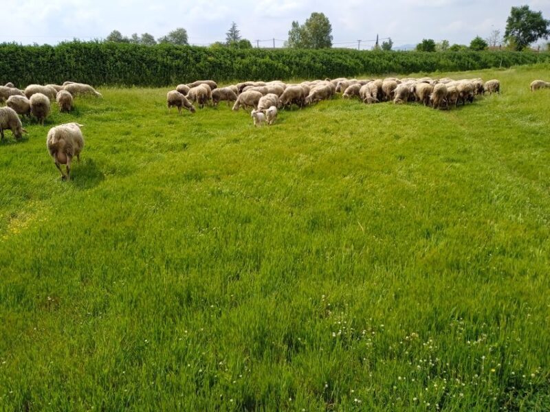 Thessaloniki: Private Greek Cooking Class and Meal at a Farm - The Sum Up