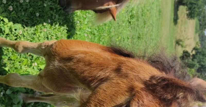 Thessaloniki:Horse Riding in a farm - Detailed Review of Thessalonikis Horse Riding Farm Experience