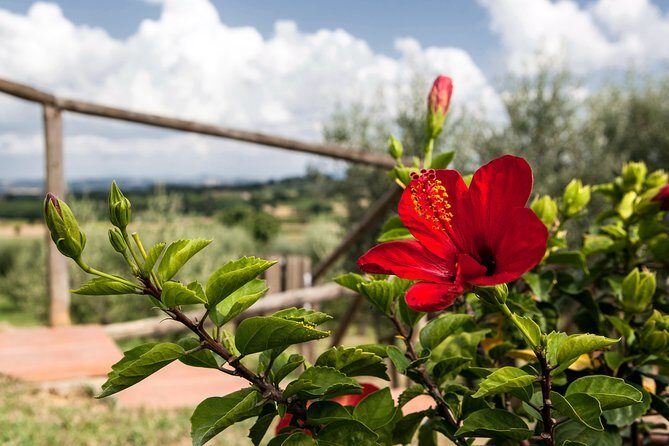 Think of a romantic meal in the Olive Trees shade, accompanied by Tuscan wines! - A Nature-Inspired Tuscan Feast: What to Expect