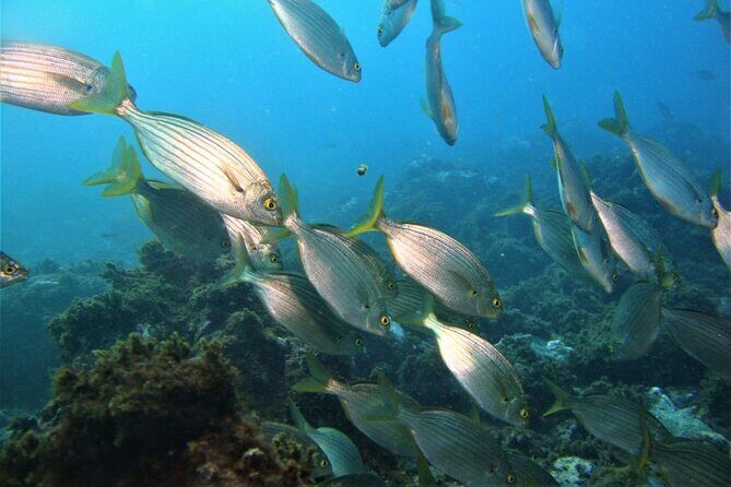 Third Island:Ileus of the Goats -Boat Trip - Frequently Asked Questions