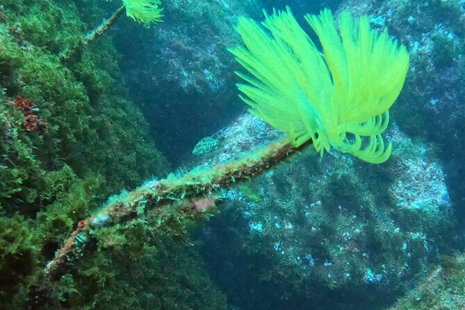 Third Island:Try Scuba in a Shipwreck-Archeological park - Exploring the Azores Underwater Treasure