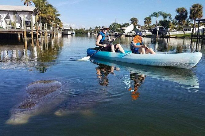 Thousand Island Mangrove Tunnel, Manatee & Dolphin Kayak Tour w/Cocoa Kayaking - The Wildlife: What You Might See—and What You Might Not