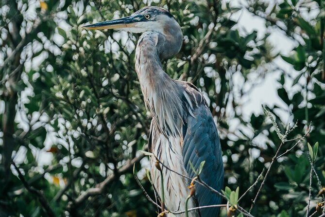 Thousand Islands Mangrove Tunnel Kayak Tour with Cocoa Kayaking! - Final Thoughts: Who Should Book This Tour?