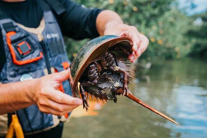Thousand Islands Mangrove Tunnel Kayak Tour with Cocoa Kayaking! - FAQ