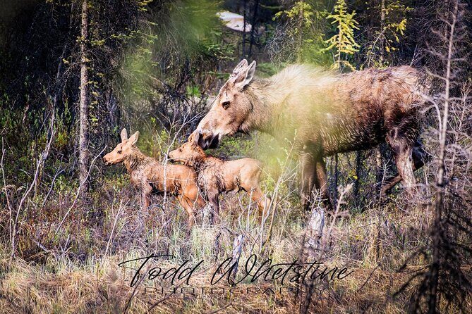 Three Day Private Denali Photo Workshop - Day 2: Wildlife and Scenic Exploration with a Local Expert