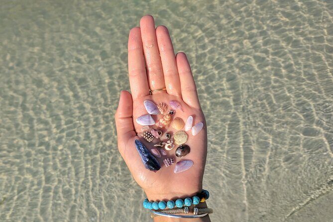 Three Hour Shelling Cruise to Shell Key Preserve from John's Pass - Discover the Shelling Cruise to Shell Key Preserve from Johns Pass