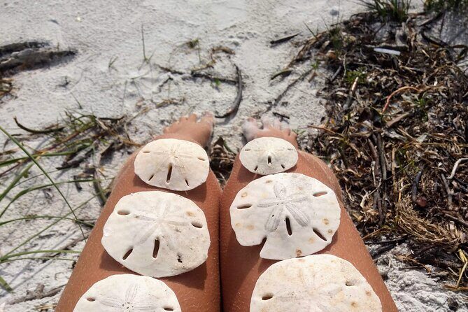 Three Hour Shelling Cruise to Shell Key Preserve from John's Pass - Practical Tips for Booking and Enjoying