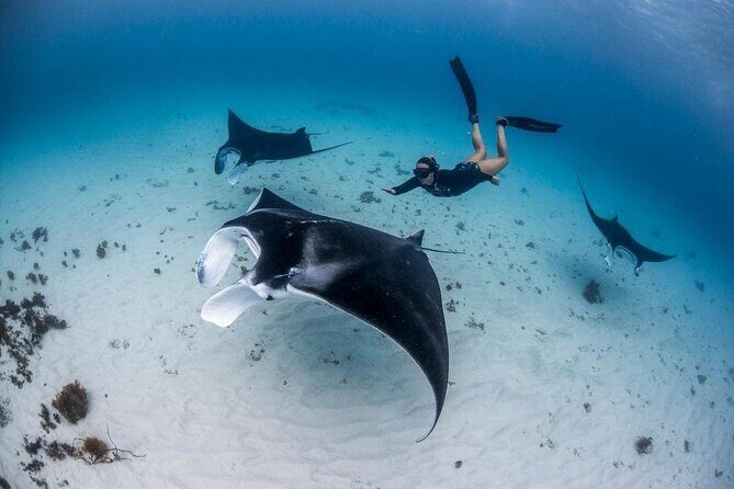 Three Islands Snorkeling (3 Spots) Manta Rays - From Lembongan - Key Points