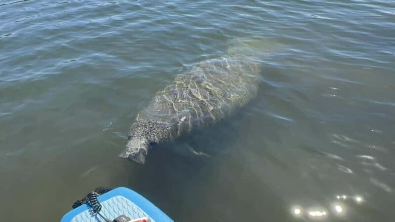 Three Sisters Clear Kayak and Snorkeling Manatee Tour - Why This Tour Stands Out