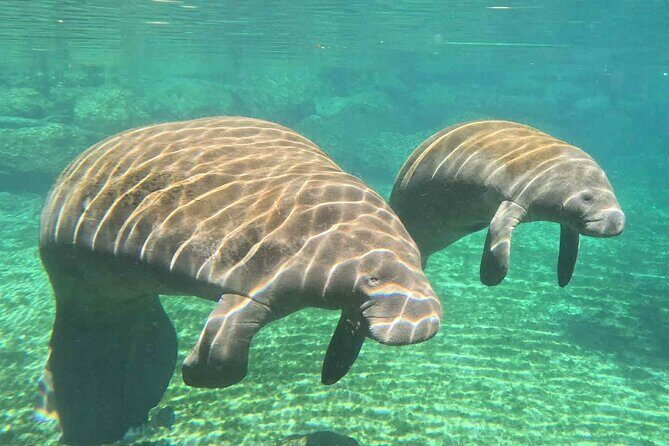 Three Sisters Tandem Kayak and Snorkeling Manatee Tour - The Experience in Detail