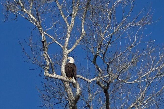 Three Sisters Tandem Kayak and Snorkeling Manatee Tour - Analyzing the Value