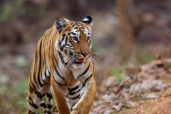 Thrilling Jeep Safari in Jim Corbett National Park with Guide - Thrilling Jeep Safari in Jim Corbett National Park with Guide