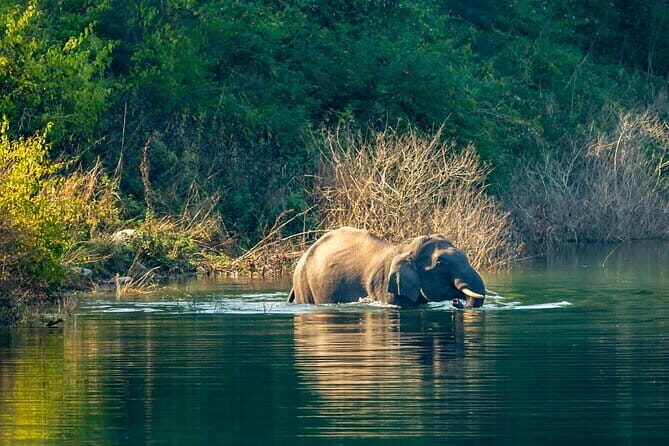 Thrilling Jeep Safari in Jim Corbett National Park with Guide - Key Points