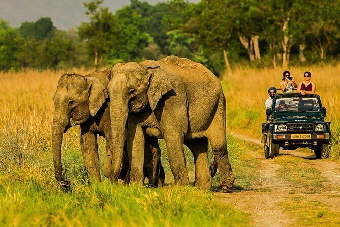 Thrilling Jeep Safari in Jim Corbett National Park with Guide - Final Thoughts