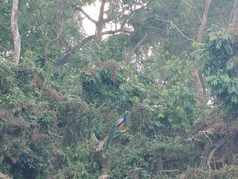 Thrills and Tranquility: Jeep Safari and Canoeing in Chitwan - What’s Included and What to Consider