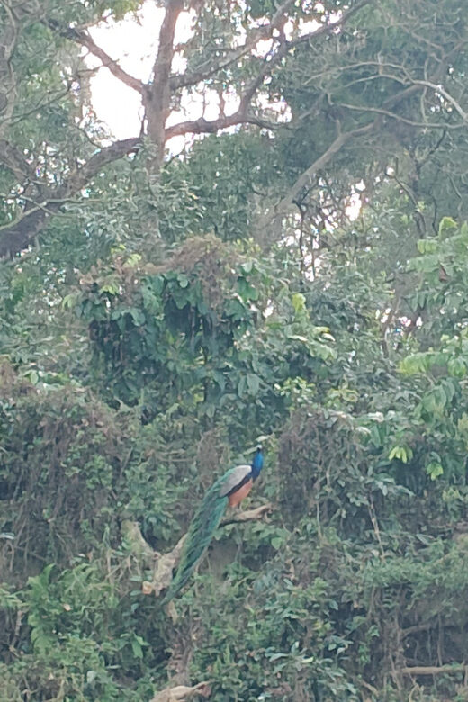 Thrills and Tranquility: Jeep Safari and Canoeing in Chitwan - Frequently Asked Questions