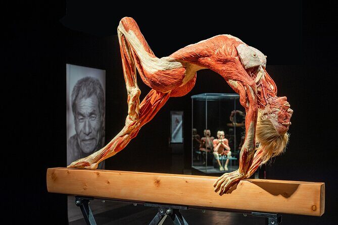 Ticket Expo Body Worlds in Bruges, Belgium - A Deep Dive into the Body Worlds Experience
