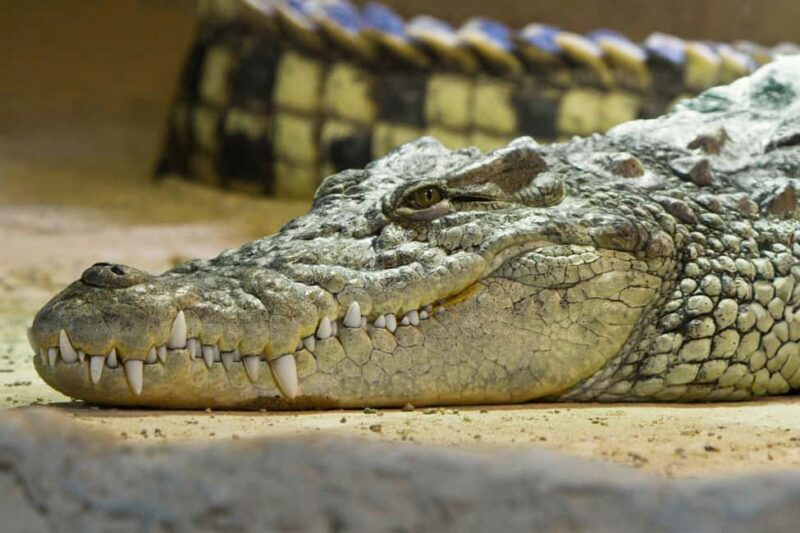 Ticket pack for Zaragoza Amusement Park and Aquarium - Why This Experience Offers Great Value