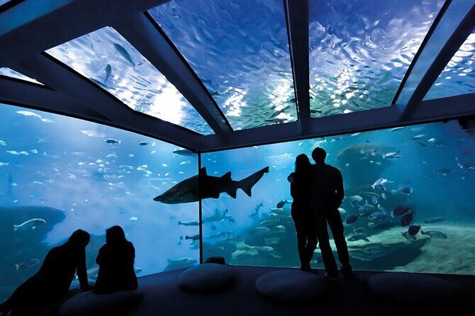 Ticket Palma Aquarium - An In-Depth Look at Palma Aquarium