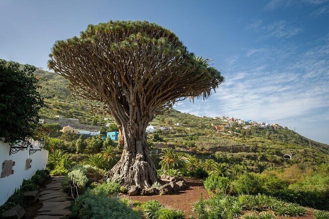 Ticket to Parque del Drago in Tenerife - An In-Depth Look at the Parque del Drago Experience