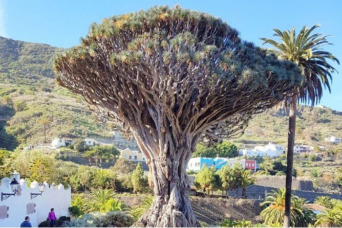 Ticket to Parque del Drago in Tenerife - Final Thoughts: Is the Parque del Drago Tour Worth It?