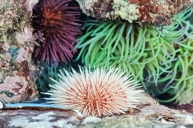 Tide Pool Safari in Monte Clérigo Beach - Who Should Book This Tour?