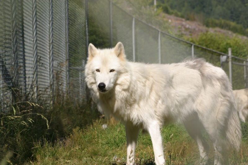 Tidewater: White Wolf Sanctuary Tour and Presentation - An In-Depth Look at the Tidewater White Wolf Sanctuary Tour