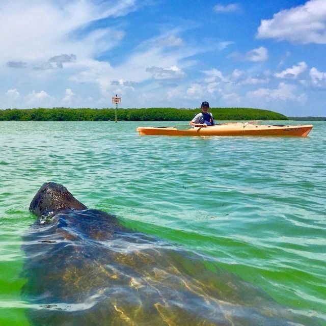 Tierra Verde FL: Coastal Kayaking Tour in Shell Key - Final Thoughts: Is It Worth It?