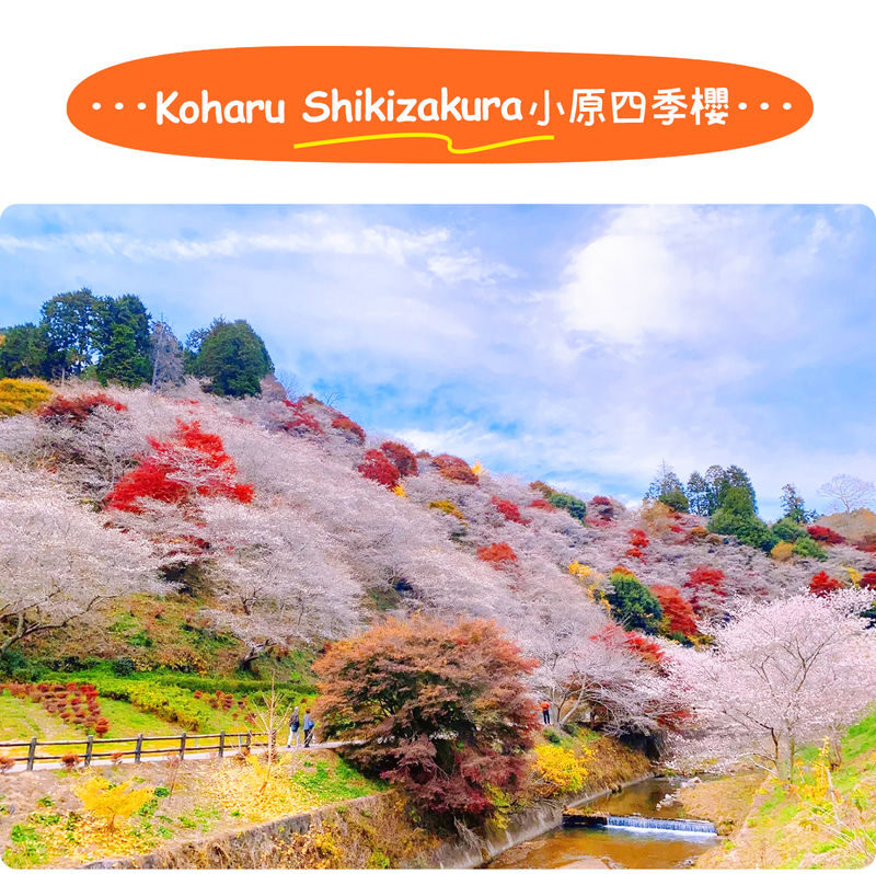 Tiger Creek Mountain Eihoji Temple & Obara Shikizakura & Korankei Autumn Leaves Day Trip - Is the price worth a full autumn day?