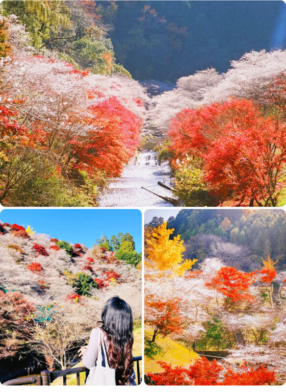 Tiger Creek Mountain Eihoji Temple & Obara Shikizakura & Korankei Autumn Leaves Day Trip - Who should book this autumn day trip?