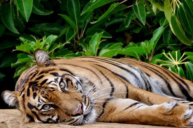 Tiger Experience at Melbourne Zoo - excl. entry - A Closer Look at the Melbourne Zoo Tiger Experience