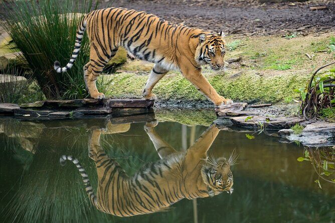 Tiger Experience at Melbourne Zoo - excl. entry - Final Words
