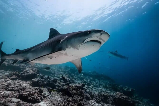 Tiger Shark Diving in Fuvahmulah:8 Days, 7 Nights 15 dives offer - Key Points