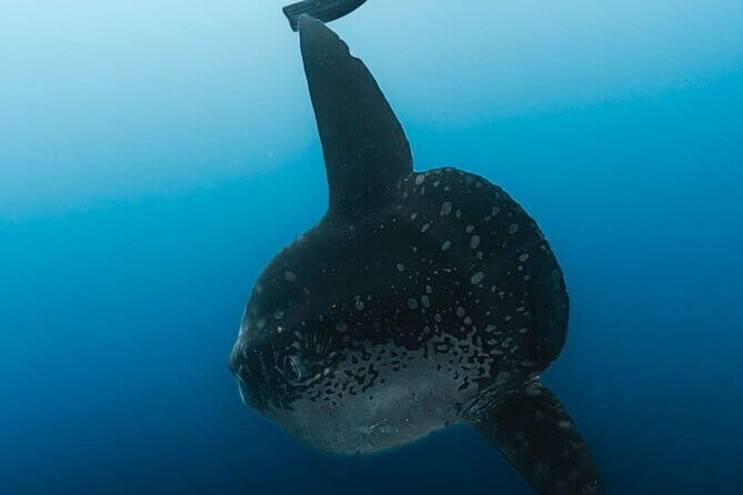 Tiger Shark Diving in Fuvahmulah:8 Days, 7 Nights 15 dives offer - The Comprehensive Review: Diving Into Details