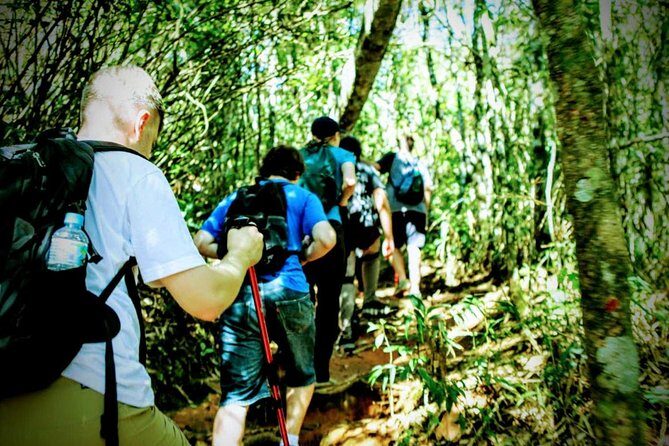 Tijuca Forest Challenge Full-Day Hike (Small-Group or Private) - A Deep Dive into the Tijuca Forest Challenge