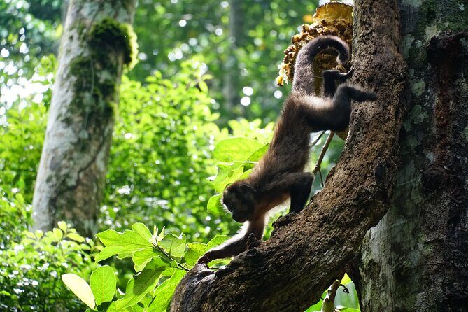Tijuca Forest Hike - Waterfalls & Caves, Nature & Wild Life! - FAQ