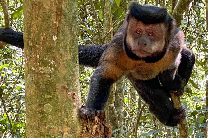 Tijuca Forest: Tour with Waterfalls and Caves - Detailed Review of the Tijuca Forest Tour