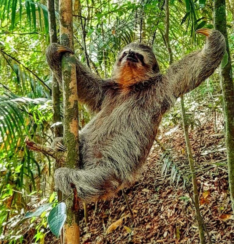 Tijuca National Park Small-Group Hike to Pedra Bonita - Tijuca National Park Small-Group Hike to Pedra Bonita