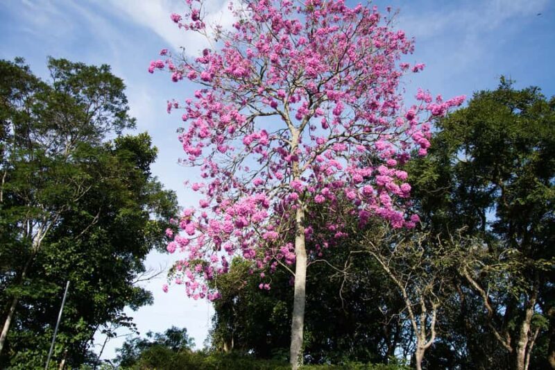 Tijuca National Park with a Photographer - Key Points