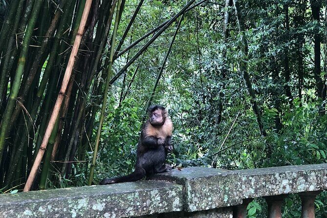 Tijuca Peak Hiking - The Highest Summit in Tijuca National Park - Key Points
