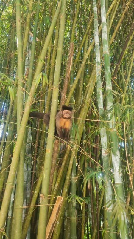 Tijuca Rain Forest - Adventure through Waterfalls & Caves - Who Should Consider This Tour?