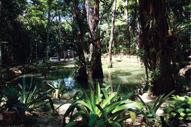 Tijuca's National Park - Eco Hiking Tour - An In-Depth Look at the Tijuca Eco-Hiking Tour