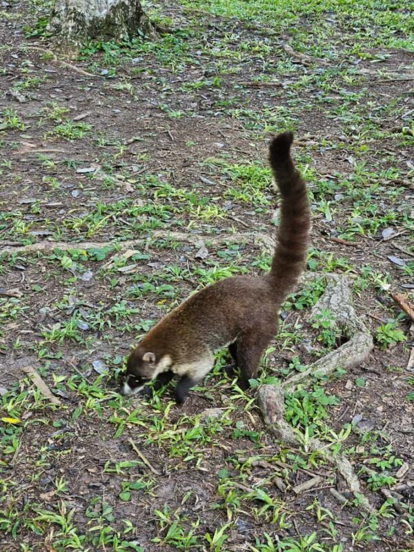 Tikal From Guatemala - Experience the Ancient Maya City of Tikal in a Day from Guatemala City