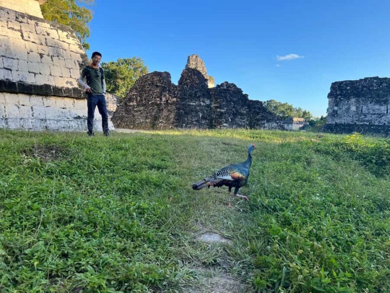 Tikal Full Day with Dedicated Exploration of the Monuments - Why This Tour Offers Great Value